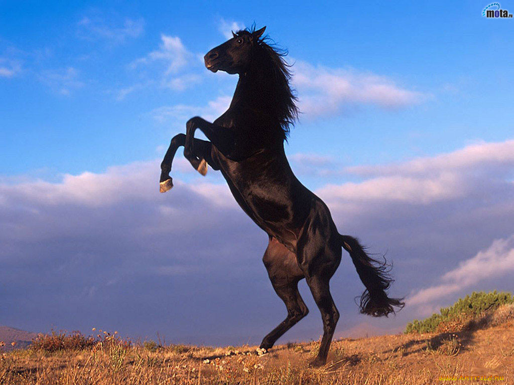 black, horse, , 